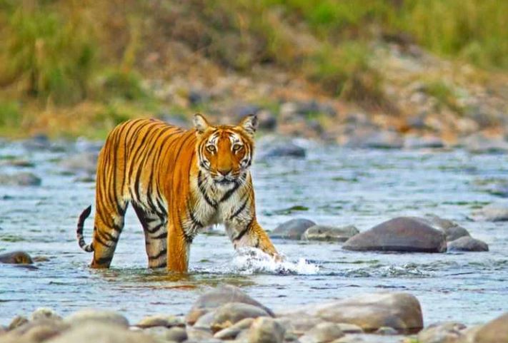 Jim Corbett Safari Tour