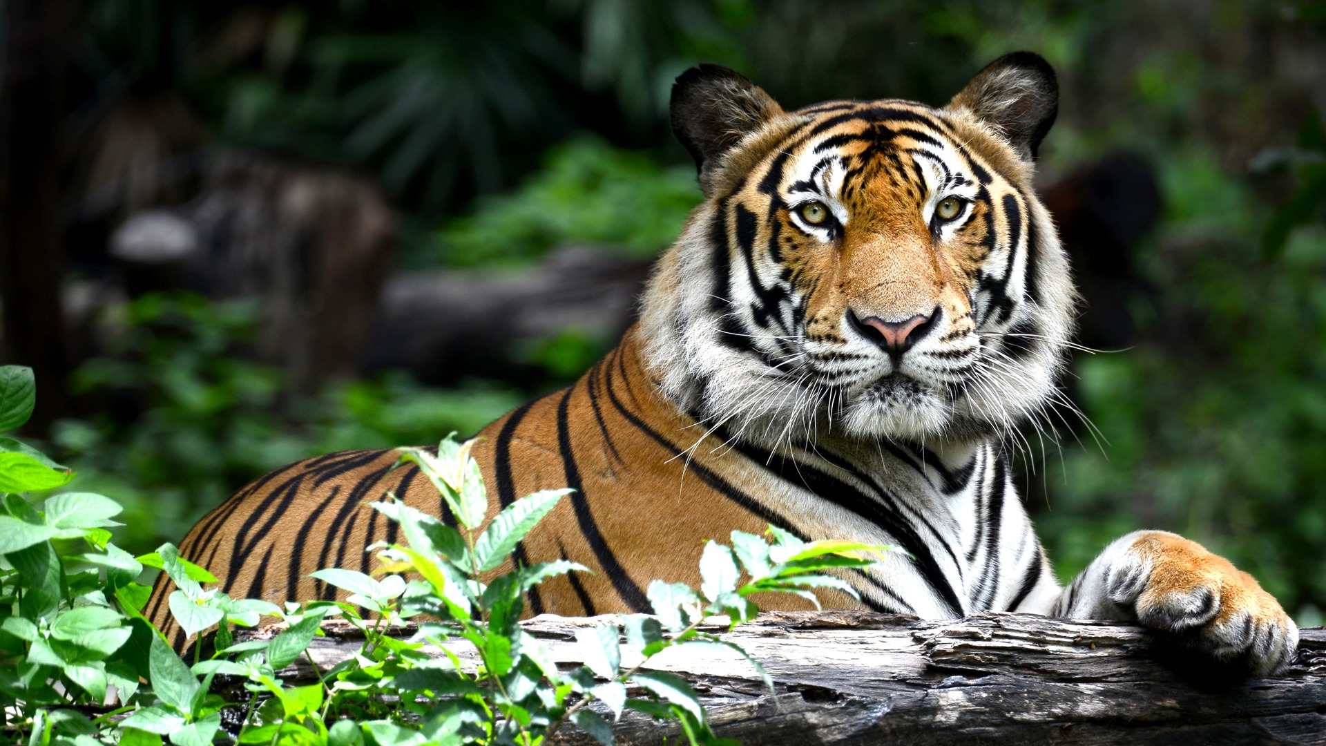 Ranthambore Tiger Trail
